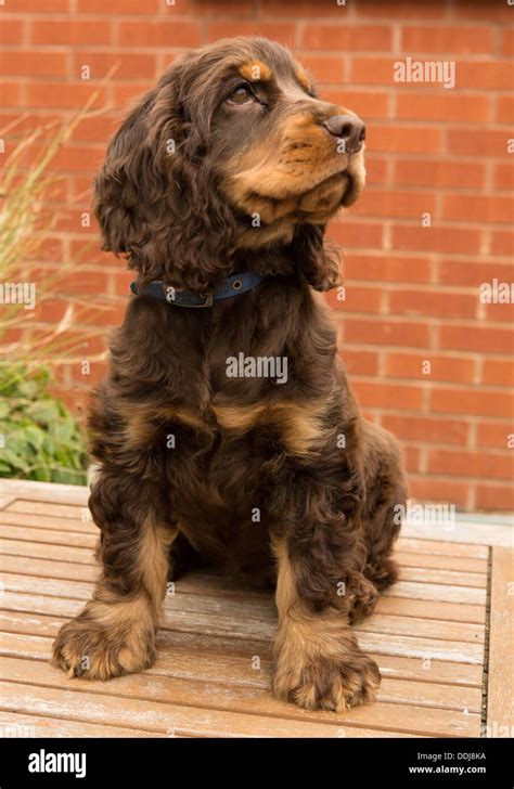 chocolate tan cocker spaniel.